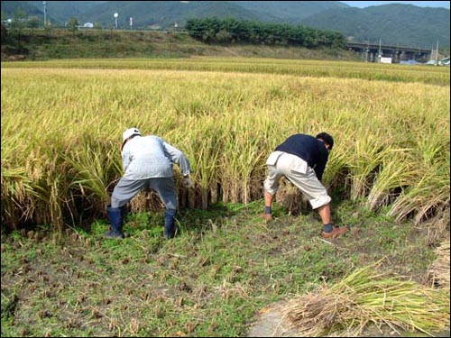 콤바인이 모서리를 쉽게 돌 수 있도록 사돈 어른(오른쪽)과 함께 벼를 베고 있는 필자. 바지를 뒤 집어서 입어 뒤 호주머니 안쪽 두 개가 나와있다. 